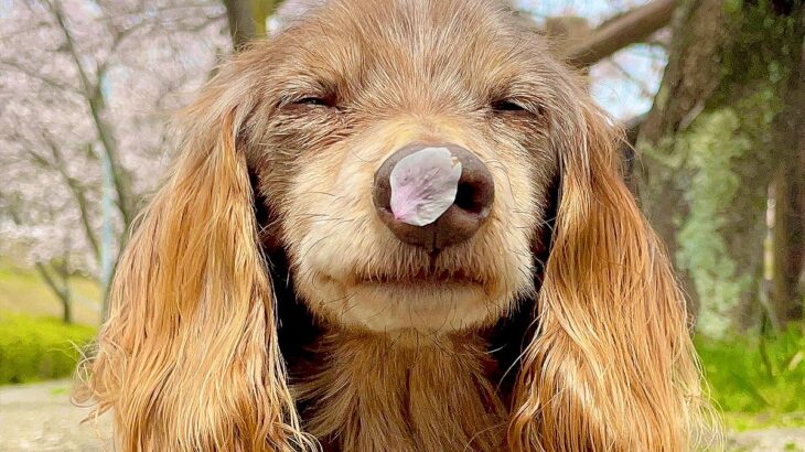 犬が全身で『春』を感じた結果…尊すぎる奇跡の瞬間が78万表示を突破「世界を平和にできる」「素敵過ぎる光景」賞賛コメント続々(ブログ)