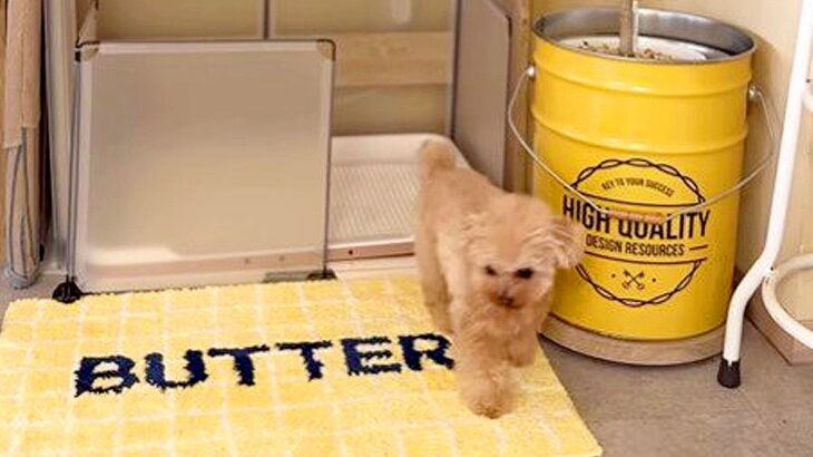 犬3匹でお泊りをした翌日…かわいすぎる『順番にトイレに向かう光景』が222万回再生「お利口すぎ」「パジャマの抜け殻完璧ですｗ」(ブログ)