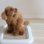 犬のトイレ『絶対NGな置き場所』5つ　見直すべき排泄環境や気をつけるべきこととは(ブログ)
