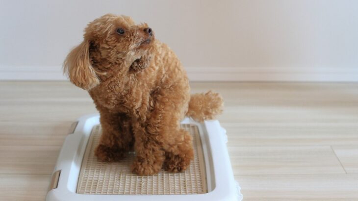 犬のトイレ『絶対NGな置き場所』5つ　見直すべき排泄環境や気をつけるべきこととは(ブログ)