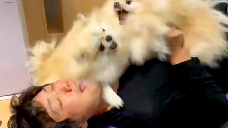犬たちがパパを取り合いケンカ勃発…壮絶すぎる修羅場っぷりが162万再生「想像以上で草」「主の絶叫が好き過ぎる」驚きと爆笑の声続々(ブログ)