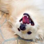 『陽キャな犬』が保育園に行ったら…モテモテ過ぎる光景が55万表示を突破「人付き合いを指導してもらいたい」「完全な光属性犬」(ブログ)