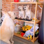 『同居犬を亡くした犬』が見せた行動に涙腺崩壊…”祭壇に寄り添う姿”が60万再生を突破「涙止まらん」「お話してるのかな」励ましの声続々(ブログ)