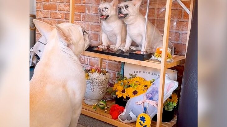『同居犬を亡くした犬』が見せた行動に涙腺崩壊…”祭壇に寄り添う姿”が60万再生を突破「涙止まらん」「お話してるのかな」励ましの声続々(ブログ)