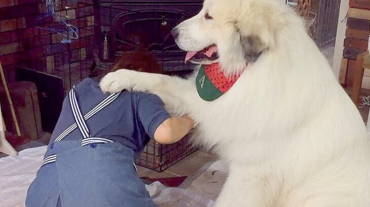 家族に『毛布』触ってほしくない超大型犬…控えめな”抗議”をする光景に193万再生の反響「ゆるすぎる攻防戦ｗ」「さりげない抵抗で草」(ブログ)