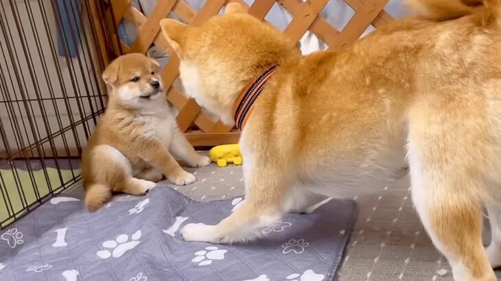 柴犬が『赤ちゃん犬の子守』に挑戦したら…まさかの”自分だけ楽しんでしまう光景”が42万再生「迷惑がってて草」「激しすぎｗ」と爆笑の声(ブログ)