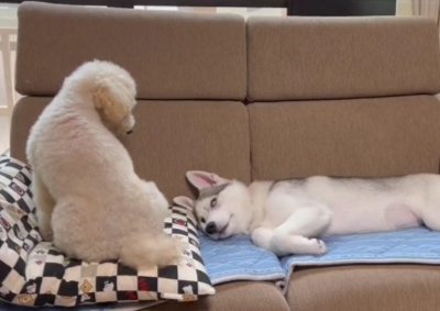 ボス犬と一緒に寝たい子犬…不器用過ぎる姿が215万再生を突破「ハスキーらしくて最高」「可愛すぎて変な声出た」エールと絶賛の声続々(ブログ)