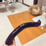 ポメが『デカ過ぎるナス』を見たら…”解せない反応”が可愛すぎると4万7000いいね集まる「人間でもそうなるｗ」「怪しんでて草」爆笑の声も(ブログ)
