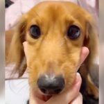 犬と『ジャンケン』してみたら…悶絶級の”あざとすぎる対応”が73万再生「上目遣いで撃ち抜かれた」「表情が真剣でかわいい」と話題に(ブログ)