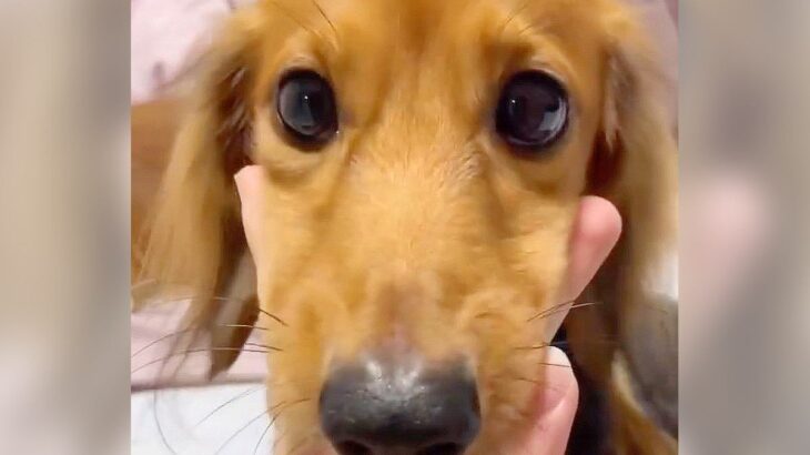犬と『ジャンケン』してみたら…悶絶級の”あざとすぎる対応”が73万再生「上目遣いで撃ち抜かれた」「表情が真剣でかわいい」と話題に(ブログ)