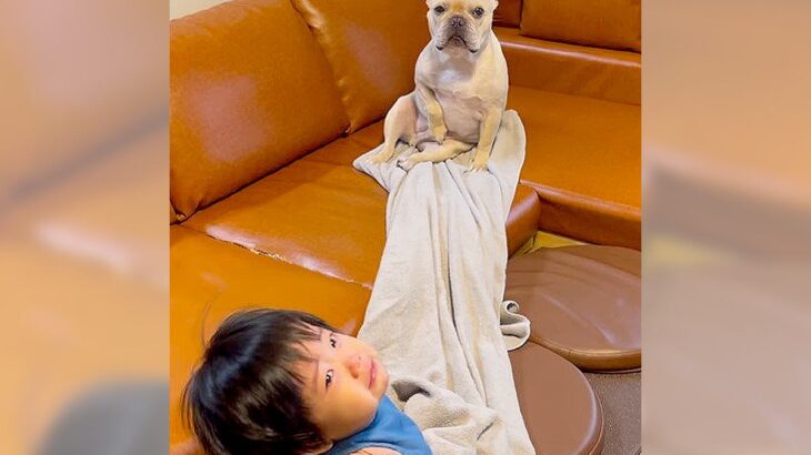 犬が使っているタオルを赤ちゃんが欲しがった結果…厳しい現実を教える姿が367万再生を突破「カオスとはこの事」「笑い止まらん」(ブログ)