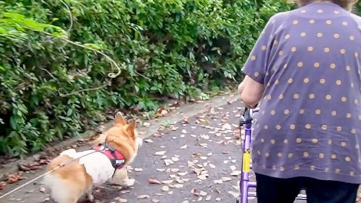 犬がおばあちゃんと公園に行った日を撮影したら…守りながら歩く光景に47万再生の反響「張り切ってるｗ」「蚊食べるの草」と絶賛の声(ブログ)