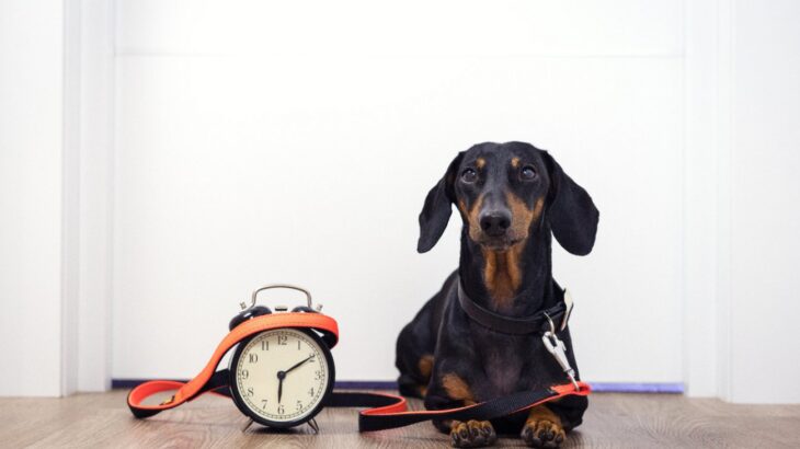 犬を散歩させるときの適切な時間帯とは？犬種や個体差によって変わる注意点まで(ブログ)
