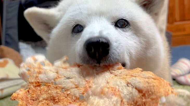 犬のために『手作りお煎餅』をあげたら…凄まじい勢いで完食する姿がワイルドだと3万2000再生「作ってる所を見るのかわいい」と絶賛の声(ブログ)