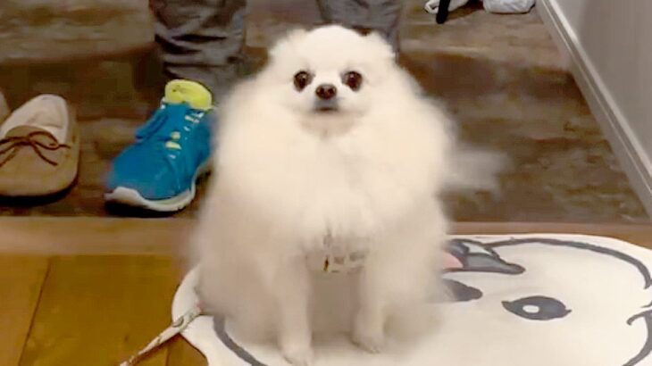 犬が”抱っこされる時”に見せたまさかの気遣い…天才過ぎる行動が44万再生を突破「あ、どうぞ抱っこしてもろて」「賢すぎてびっくり」(ブログ)