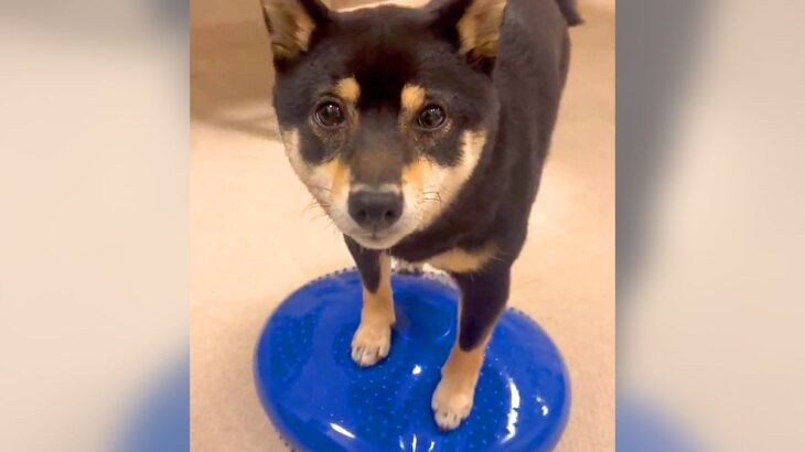 ダイエットのために『バランスボール』を買ったのに…まさかの”犬が使いこなしてしまう”光景に1万3000いいね「人間でも乗れないのにｗ」(ブログ)