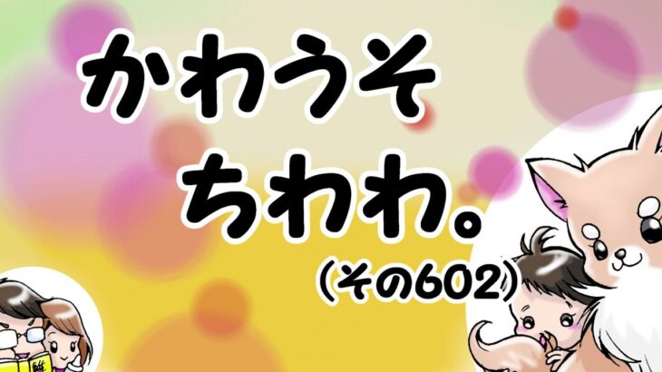 かわうそちわわ。【その602】「小学校には鶏がいる…」(ブログ)