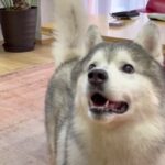 お風呂上がりのハスキーくんが笑顔で大暴走「無邪気すぎる」「開放感に大暴れwww」(ブログ)