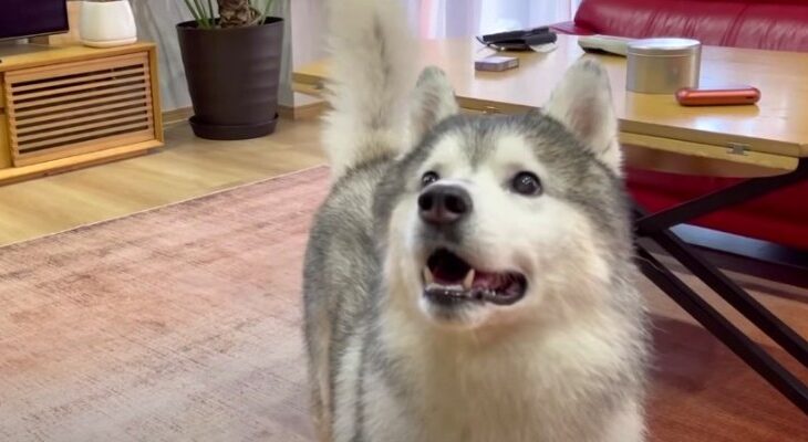 お風呂上がりのハスキーくんが笑顔で大暴走「無邪気すぎる」「開放感に大暴れwww」(ブログ)