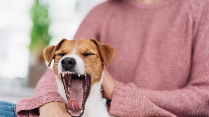 犬が『あくび』をする意味を正しく理解！小さなサインに気付ける飼い主を目指して(ブログ)