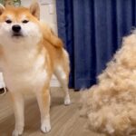 柴犬をブラッシングしてみた結果…『完全に想定外な毛量』に178万再生の大反響「どこに隠してたんだｗ」「理不尽すぎる」と驚きの声(ブログ)