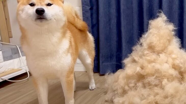 柴犬をブラッシングしてみた結果…『完全に想定外な毛量』に178万再生の大反響「どこに隠してたんだｗ」「理不尽すぎる」と驚きの声(ブログ)