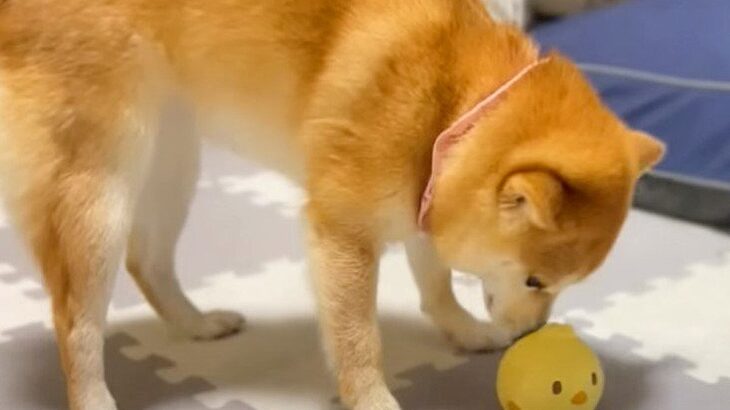 犬の誕生日後に起こった悲劇…まさかの出来事に絶望する光景が話題「壊れちゃったんだね…元気出して」「本当に可愛いｗ」とエール続々(ブログ)