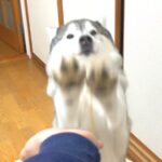 犬に”おて”させてみた結果…衝撃的な『ダイナミック空振り』に335万再生の大反響「豪快すぎるｗ」「応援したくなる」と爆笑の声続々(ブログ)