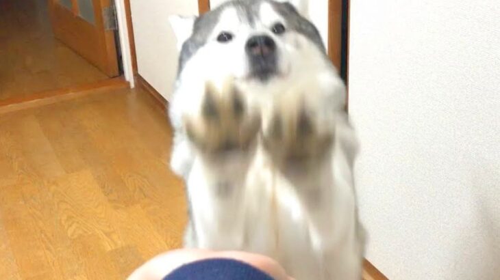 犬に”おて”させてみた結果…衝撃的な『ダイナミック空振り』に335万再生の大反響「豪快すぎるｗ」「応援したくなる」と爆笑の声続々(ブログ)