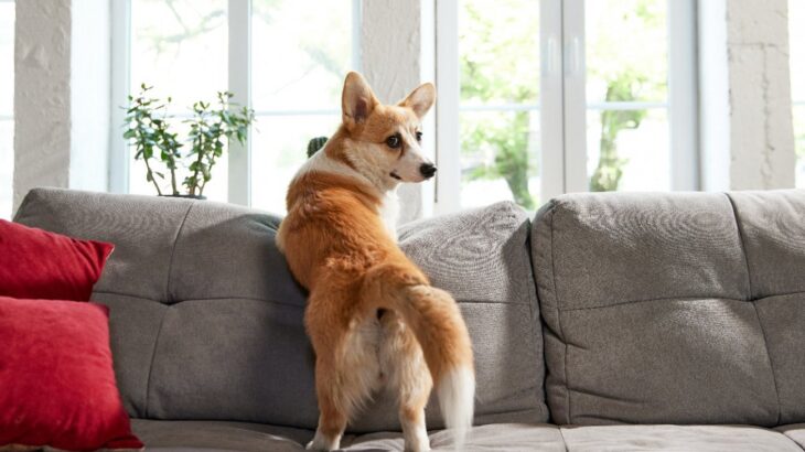 犬が『高い場所に乗りたがる』理由5つ　ソファやベッドの上に乗る心理や起こりやすい危険なトラブルとは(ブログ)