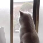 『誰か来た！』何度騙されても体が反応してしまう秋田犬さん！窓の外を確認する秋田犬さんに「立派な番犬」「本当に良い子」との声続々(ブログ)
