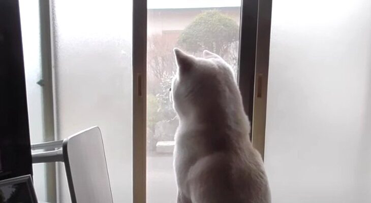 『誰か来た！』何度騙されても体が反応してしまう秋田犬さん！窓の外を確認する秋田犬さんに「立派な番犬」「本当に良い子」との声続々(ブログ)