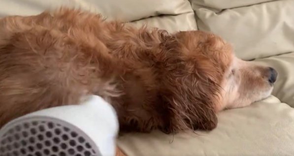 大型犬がシャンプーをした結果…飼い主の正直過ぎる声に「全大型犬飼い主頷いてるはず」「愛犬家あるあるですね」共感コメント続々(ブログ)
