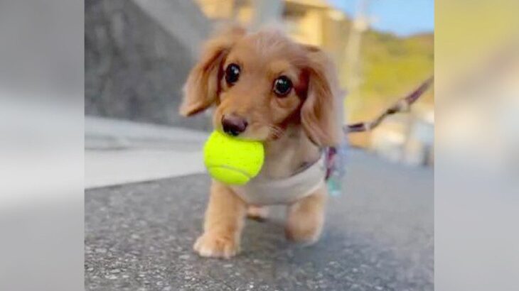 犬とお散歩をしていたら…まさかの可愛いハプニングが85万再生「赤ちゃんかと思った」「表情が可愛すぎる」驚きと絶賛の声続々(ブログ)