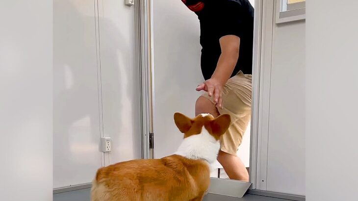 犬の前に『誘拐犯』が現れたら…どうなる？まさかすぎる結末に53万再生の反響「されるがままで草」「喜んじゃってるのかわいすぎるｗ」(ブログ)