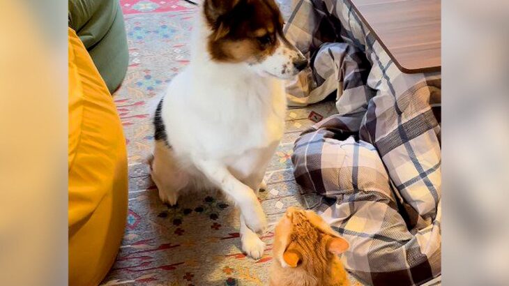犬が猫に『こっそりちょっかい』掛けた結末…視線に気付いた瞬間が面白過ぎると135万再生「手の行き場失ってて草」「気まずそう笑」(ブログ)