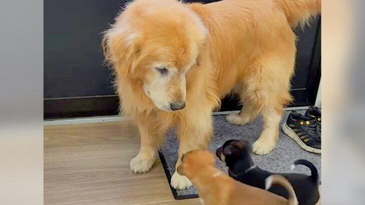飼い主に先立たれ『ひとりぼっち』になった大型犬…新たな幸せを掴む光景が256万再生「おじいちゃんも見守ってる」と感動の声続々(ブログ)