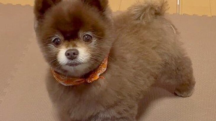 『小さな熊が歩いてる…？』どう見ても小熊に見える犬が可愛すぎると2万9000いいね「間違いなく熊」「遭遇したすぎる」と絶賛の声(ブログ)