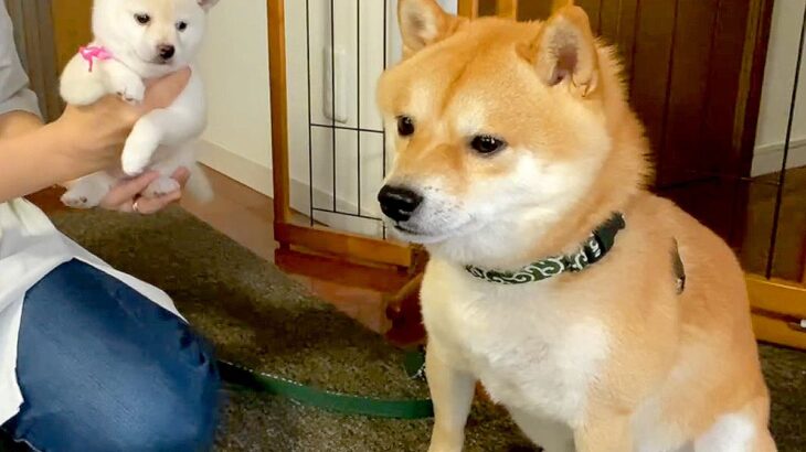 子犬の存在を受け入れられなかった結果…衝撃の展開が692万再生を突破「見えないフリするの笑った」「意地でも見ないの可愛すぎる」(ブログ)