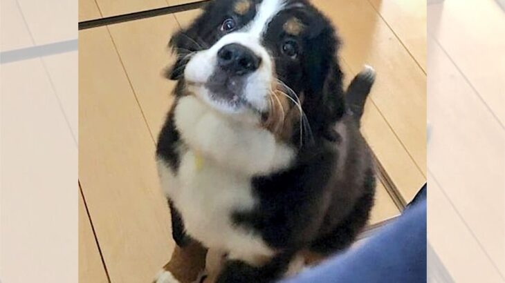 「待て」が限界なことがよくわかるパピーワンコが可愛すぎる♡と話題(ブログ)