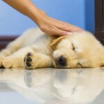 室内犬に絶対してはいけないNG行為5選　部屋の環境が愛犬を早死にさせる原因になることも…(ブログ)