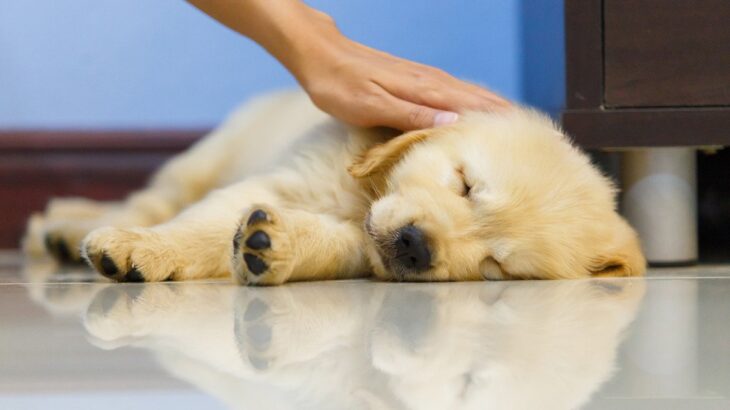 室内犬に絶対してはいけないNG行為5選　部屋の環境が愛犬を早死にさせる原因になることも…(ブログ)