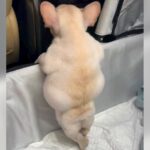 赤ちゃん犬をお迎えした当日…車内で見せた”可愛すぎる後ろ姿”が51万再生「二度見したｗ」「ぽんぽこりん過ぎて尊い」驚きと絶賛の声(ブログ)