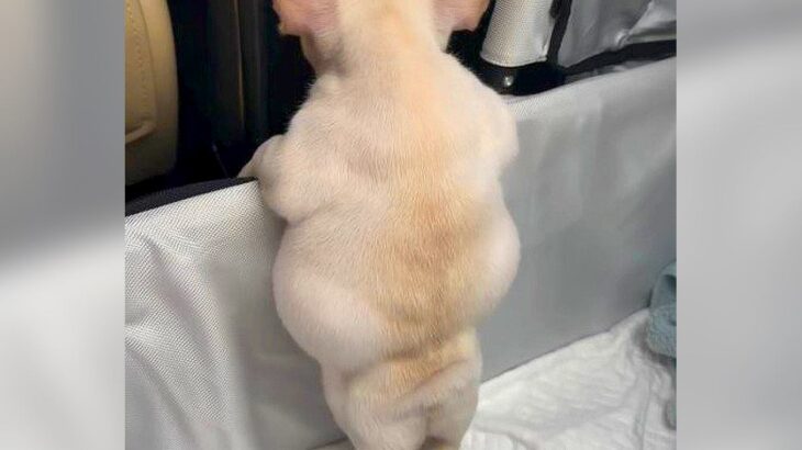赤ちゃん犬をお迎えした当日…車内で見せた”可愛すぎる後ろ姿”が51万再生「二度見したｗ」「ぽんぽこりん過ぎて尊い」驚きと絶賛の声(ブログ)