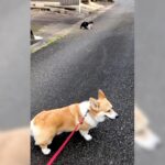 犬がお散歩の中に『猫を見つけた時』の反応…なかなか前に進めない光景が13万3000再生「かわいい」「ちゃんと道草食ってるｗ」(ブログ)