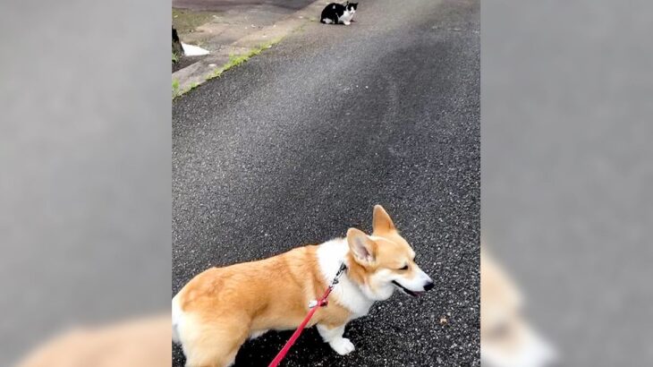 犬がお散歩の中に『猫を見つけた時』の反応…なかなか前に進めない光景が13万3000再生「かわいい」「ちゃんと道草食ってるｗ」(ブログ)