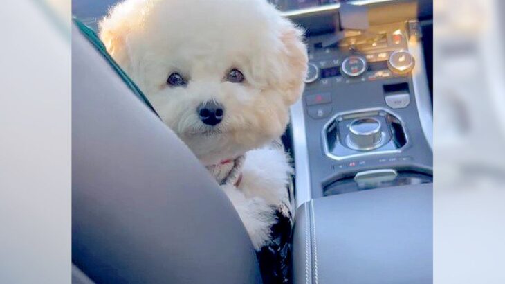 犬とのドライブで後部座席に座った結果…悶絶級の光景が365万再生を突破「意外な特等席でしたね」「ずっと見ていたい」絶賛の声集まる(ブログ)