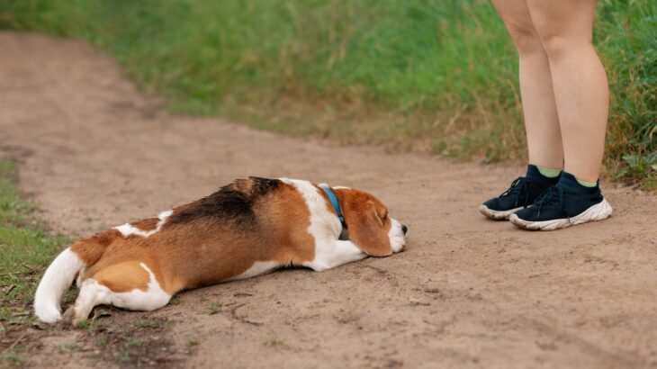 犬が外で歩かない『6つの理由』散歩中に立ち止まってしまうときの心理や解決策まで(ブログ)