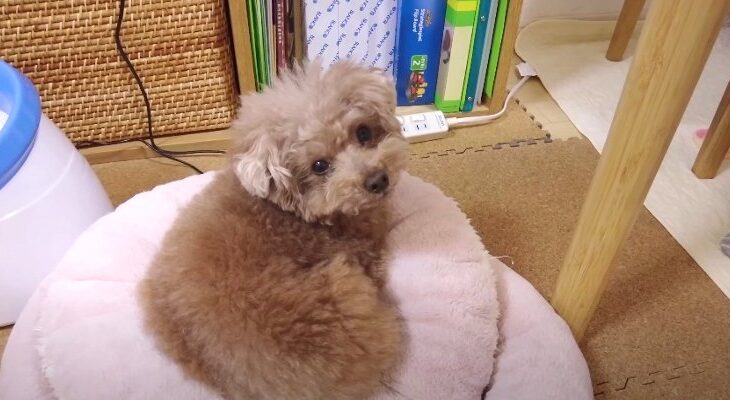 パパさんに甘えたくてなかなか寝てくれないトイプー兄妹！ママさんの鶴の一声ですんなりお部屋へ向かうトイプー兄妹が可愛すぎると話題に！(ブログ)