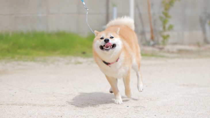 犬が散歩でテンションが上がる4つの理由　屋外に潜むピンチから興奮している愛犬を守るために(ブログ)